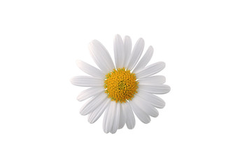 Fototapeta na wymiar daisy isolated on white background