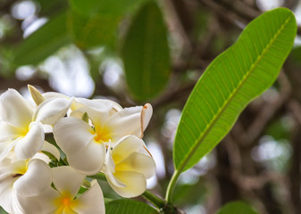 Obraz na płótnie Canvas frangipani flower in tropical garden, plumeria spring day Floral postcard