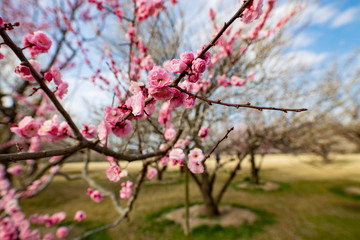 梅の花