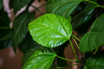 green leaves of chinese rose close up