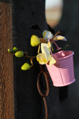 White orchid with buds in a pink decorative bucket