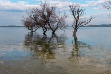 trees on the lake