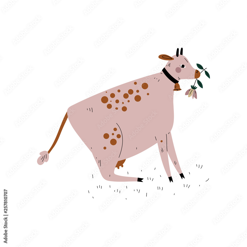 Sticker Cow Chewing Grass, Dairy Cattle Animal Husbandry Breeding Vector Illustration