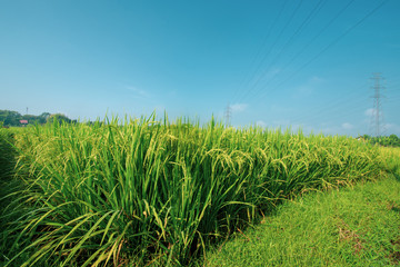 paddy at field ready to harvest