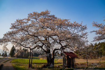  Cherry Blossoms of iwate