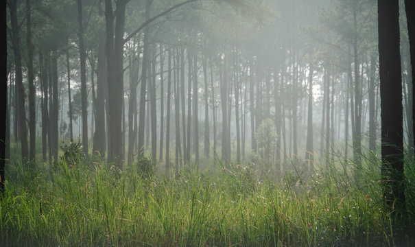 Beautiful landscape image of  pine trees on foggy Autumn Morning.