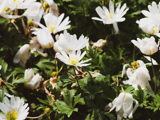 Anémones de Grèce (Anemone blanda) à pétales blanc