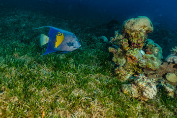Fish swim in the Red Sea, colorful fish, Eilat Israel