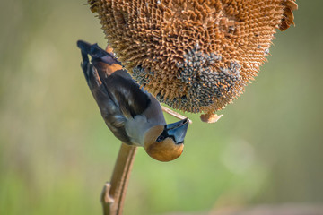 hawfinch, Coccothraustes coccothraustes