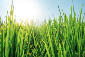paddy at field ready to harvest