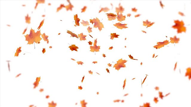 Falling autumn leaves
