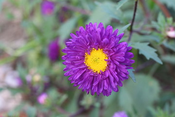 Obraz premium Smile of flower