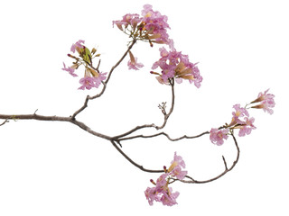 Obraz na płótnie Canvas Pink flower and tree branch isolated on white background