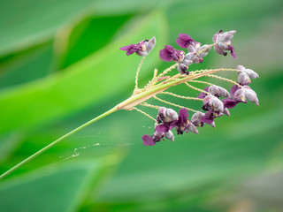 Violet flower and tree branch on nature background