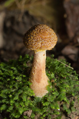 Honey mushroom grow on a stump in the forest. Close-up.