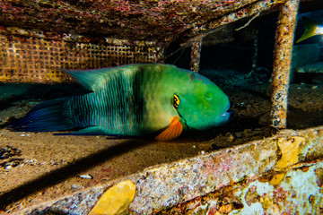 Fish swim in the Red Sea, colorful fish, Eilat Israel