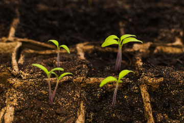 tomato seedlings in peat pots close-up
