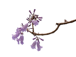 Jacaranda Flower isolated on white background, a species with an inflorescence at the tip of the...