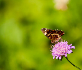 Fototapeta premium Schmetterling