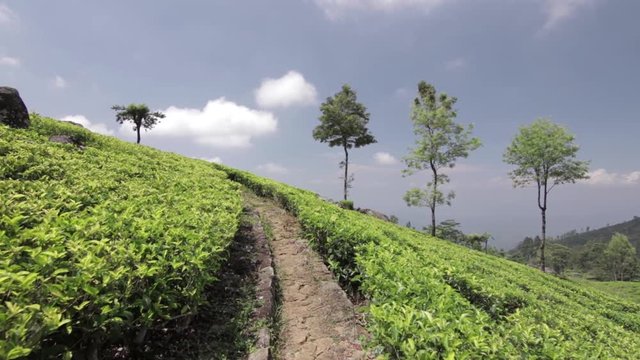 Walking a path in the middle of a beautiful green tea plantation - Smooth shot
