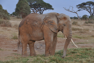 Elephant in savannah