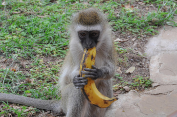 Monkey with banana