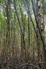 Mangrove roots . roots mangrove forest in rain forest. Forest of Mangroves or Golden Mangrove Field. Roots of mangrove forest when sea water run down.