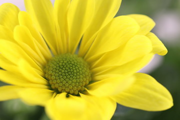 Hintergrund Sommer - Detailaufnahme einer gelben Chrysanteme mit Textfreiraum