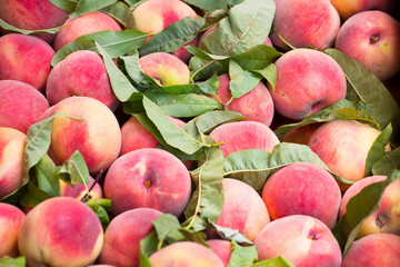 Ripe peaches close-up. Background