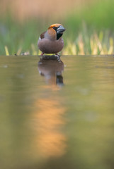 hawfinch, Coccothraustes coccothraustes