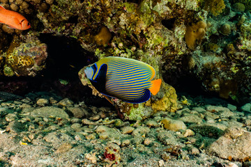 Fototapeta na wymiar Fish swim in the Red Sea, colorful fish, Eilat Israel