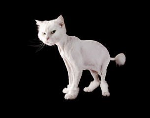 Fototapeta na wymiar White funny groomed cat with a short haircut and wiht tassel tail isolated on a black background.