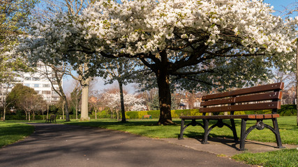 Empty wooden bench under a lovely cherry blossom tree on a warm and sunny spring morning in Herbert Park. Springtime in Dublin, Ireland.