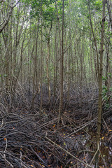 Mangrove roots . roots mangrove forest in rain forest. Forest of Mangroves or Golden Mangrove Field. Roots of mangrove forest when sea water run down.