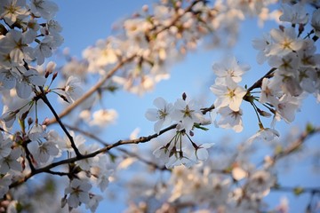 Beautiful white and pink fruit tree blossom clusters  in spring time, perfect nectar for bees. Close up view of fruit tree flowers. Floral background in Nashville, Tennessee. United States.