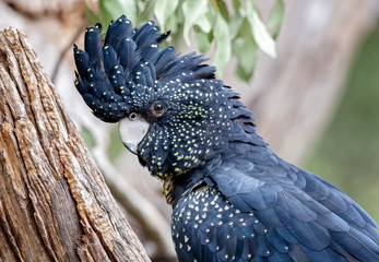 Red-tailed Black Cockatoo (Calyptorhynchus banksii)