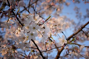 Beautiful white and pink fruit tree blossom clusters  in spring time, perfect nectar for bees. Close up view of fruit tree flowers. Floral background in Nashville, Tennessee. United States.
