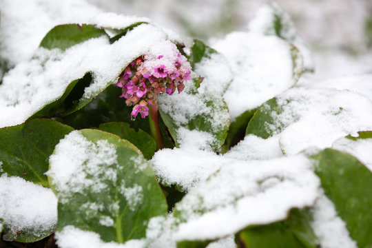 Bergenia flowers under the snow. Natural disasters. Spring day.