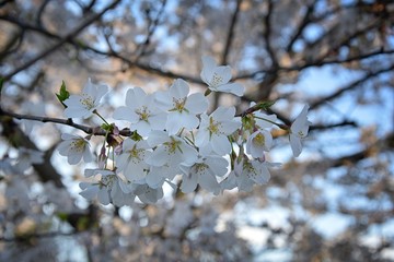 Beautiful white and pink fruit tree blossom clusters  in spring time, perfect nectar for bees. Close up view of fruit tree flowers. Floral background in Nashville, Tennessee. United States.