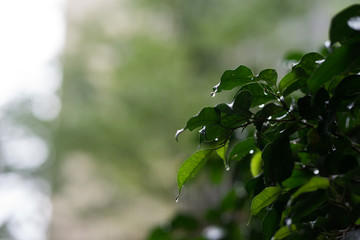 green leaves of a tree in spring