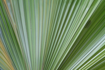 green palm leaf