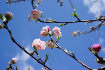 桃の花