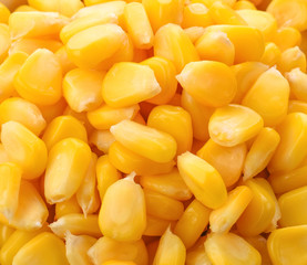 canned corn on a white background