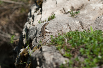 The lizard is on rock