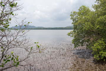 Mangrove roots . roots mangrove forest in rain forest. Forest of Mangroves or Golden Mangrove Field. Roots of mangrove forest when sea water run down.