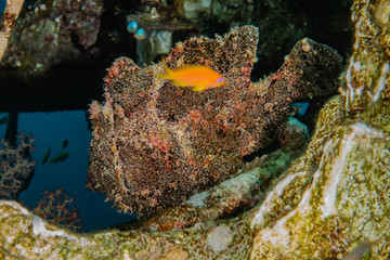 Frogfish in the Red Sea Colorful and beautiful, Eilat Israel