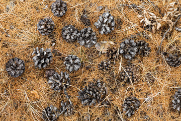 carpet of larch needles and pine cones covering the ground in autumn