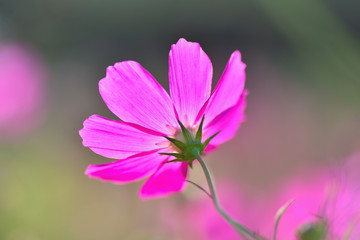 ピンクが鮮やかな秋桜