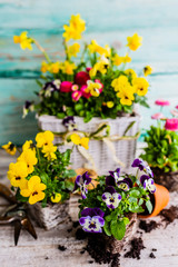 The first spring colorful flowers ready for planting.