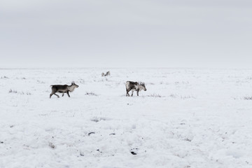 Deer on the snowy floor, filmed in Iceland